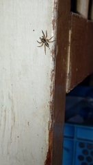 Plexippus petersi