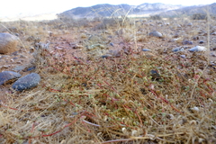 Trianthema parvifolia