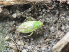 Conostethus venustus