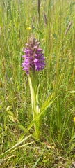 Dactylorhiza incarnata