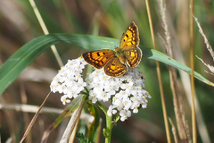 Lycaena 'canterbury common copper'