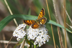 Lycaena 'canterbury common copper'