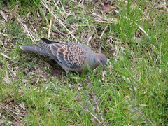 Streptopelia orientalis