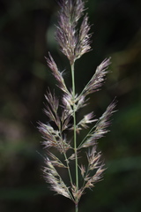 Calamagrostis pseudophragmites