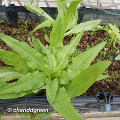Lactuca sativa longifolia