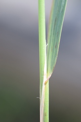 Calamagrostis pseudophragmites