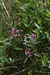 Apocynum venetum