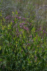 Apocynum venetum