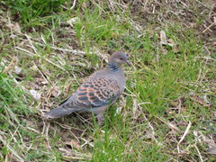 Streptopelia orientalis