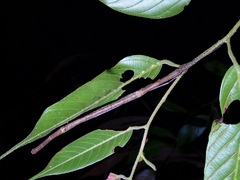Planososibia brocki