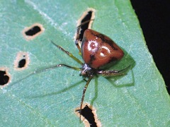 Janula triangularis