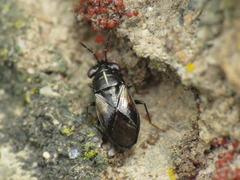 Geocoris lineolus