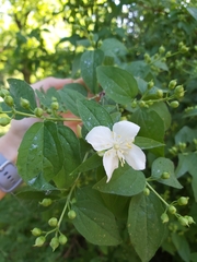 Philadelphus coronarius