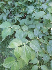 Philadelphus coronarius