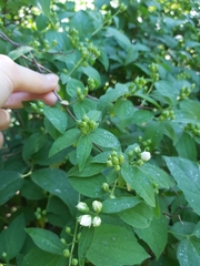 Philadelphus coronarius