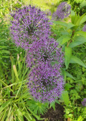 Allium aflatunense