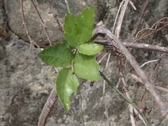Tetrastigma