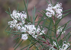 Hakea rostrata