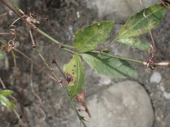 Tetrastigma