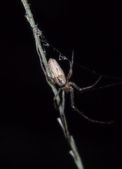 Tetragnatha ceylonica