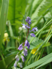 Polygala alpestris