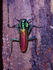 Metallyticus splendidus