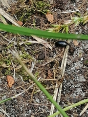 Coleoptera
