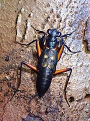Metallyticus violaceus