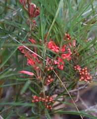 Grevillea dimorpha