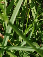 Pseudochorthippus parallelus