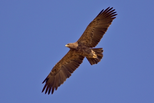 Lesser Spotted Eagle