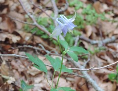 Aquilegia dumeticola