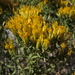 Yellow Rabbitbrush - Photo (c) Jim Morefield, some rights reserved (CC BY)