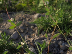 Acmispon americanus americanus