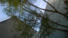 Jacaranda mimosifolia