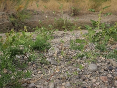 Acmispon americanus americanus