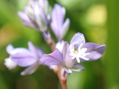 Polygala alpestris