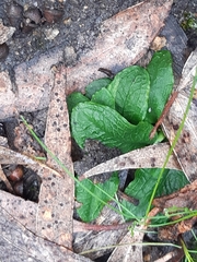 Pterostylis pedunculata