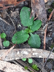 Pterostylis pedunculata