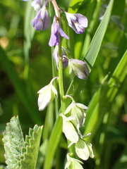 Polygala alpestris