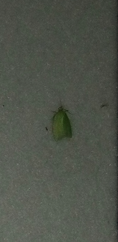 Tortrix viridana