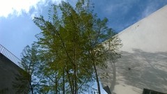 Jacaranda mimosifolia