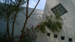 Jacaranda mimosifolia