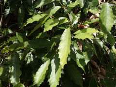 Castanopsis formosana