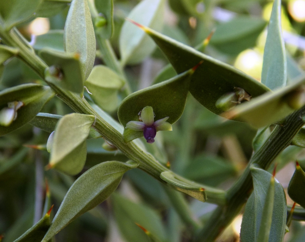 butcher's-broom (Ruscus aculeatus) - Botanical Realm