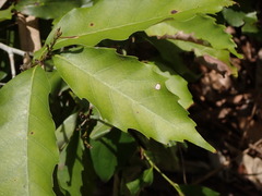 Castanopsis formosana
