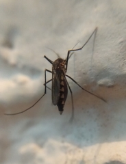 Armigeres subalbatus