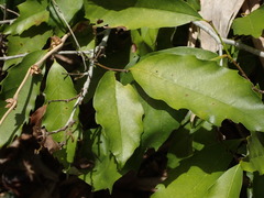 Castanopsis formosana