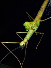 Marmessoidea rosea