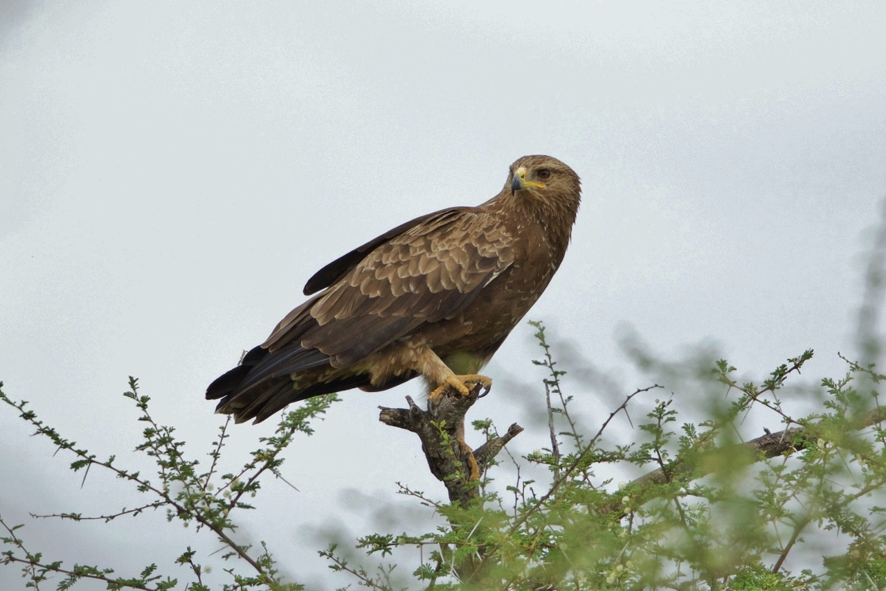 Lesser Spotted Eagle (Clanga pomarina)
